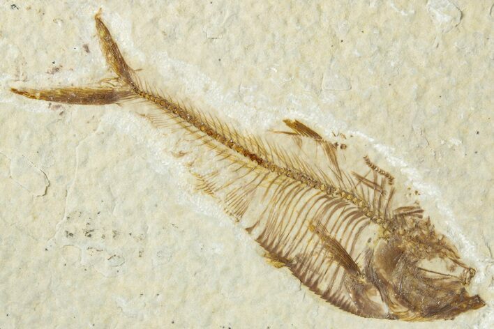 Detailed Fossil Fish (Diplomystus) - Wyoming #318595